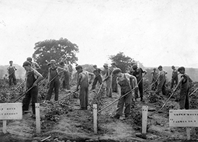 Rows of about 18 young boys in tank tops, overalls and hats hoe rows of potato plants on a large farm.